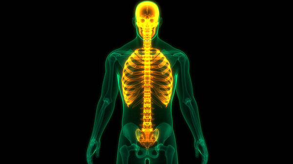 Осевые скелеты скелетных суставов человека анатомия. 3D