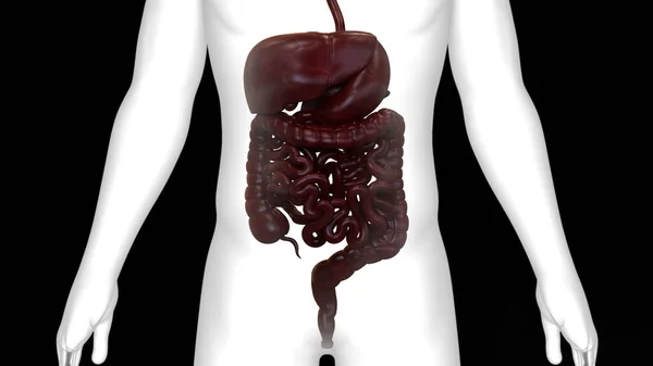 Human Digestive System Large Intestine Anatomy — Stock Photo, Image