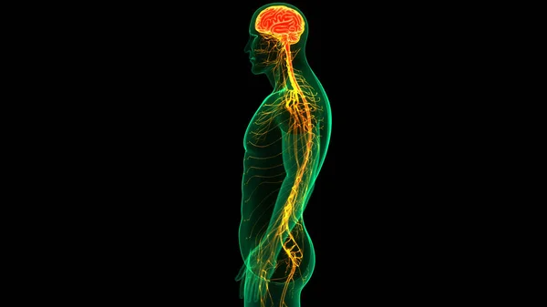 Conceito Animação Órgão Central Sistema Nervoso Humano Anatomia Cérebro — Fotografia de Stock