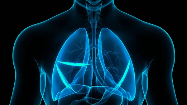 Anatomia Polmonare Del Sistema Respiratorio Umano — Foto Stock