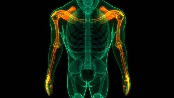 Menselijk Skelet Systeem Bovenste Ledematen Botgewrichten Anatomie — Stockfoto