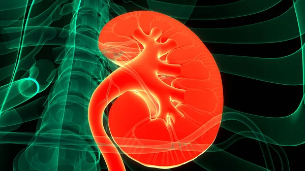 Conceito Ilustração Rins Sistema Urinário Humano Com Anatomia Bexiga — Fotografia de Stock