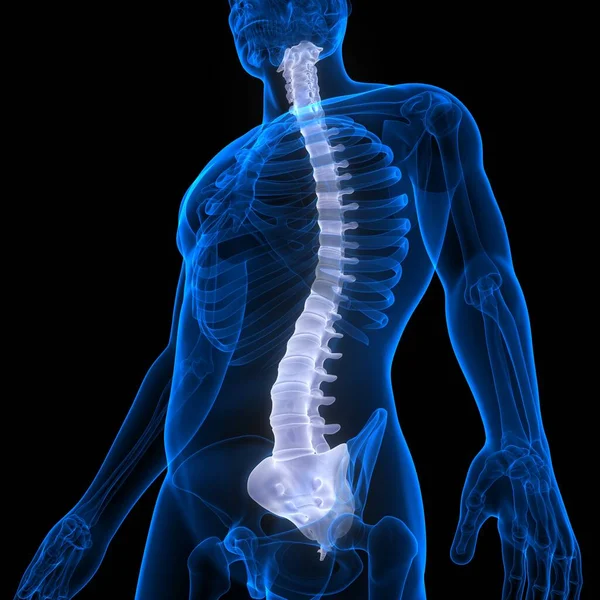 Columna Vertebral Anatomía Del Sistema Esquelético Humano —  Fotos de Stock