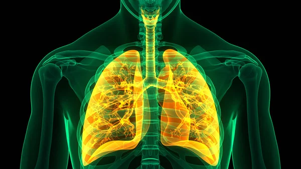 Concepto Anatomía Pulmonar Del Sistema Respiratorio Humano — Foto de Stock