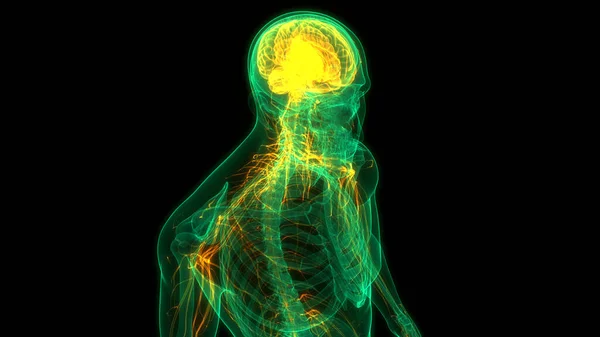 Koncepcja Animacji Centralnego Narządu Anatomii Mózgu Ludzkiego Układu Nerwowego — Zdjęcie stockowe