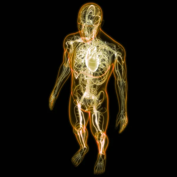해부학 Human Circulatory System Heart Anatomy — 스톡 사진