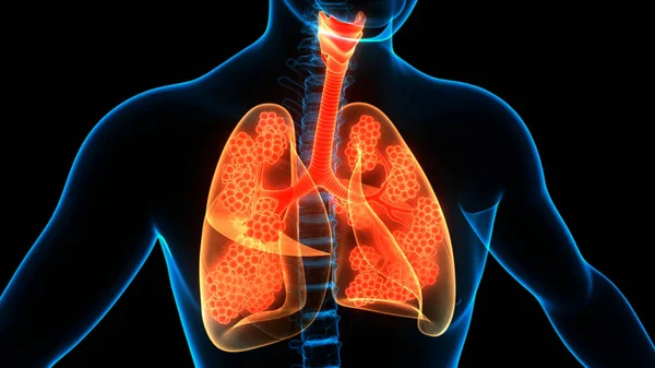 Concepto Animación Del Sistema Respiratorio Humano Pulmones Anatomía —  Fotos de Stock