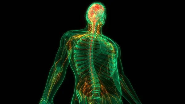 Nsan Sinir Sistemi Beyin Anatomisi Merkezi Organı Nın Boyutlu Animasyon — Stok fotoğraf