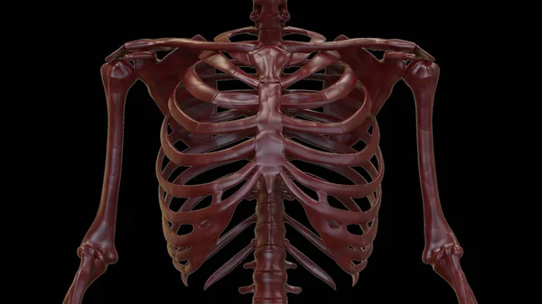 Sistema Esqueleto Humano Osso Articula Anatomia — Fotografia de Stock