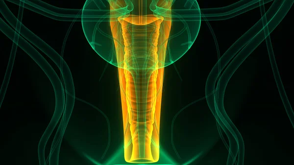 Женская Репродуктивная Система Нервной Системой Анатомией Мочевого Пузыря — стоковое фото
