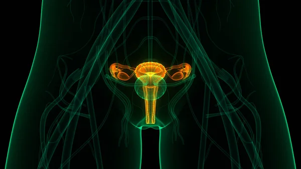 Kvinnliga Reproduktiva Systemet Med Nervsystemet Och Urinblåsan Anatomi Tredimensionell — Stockfoto