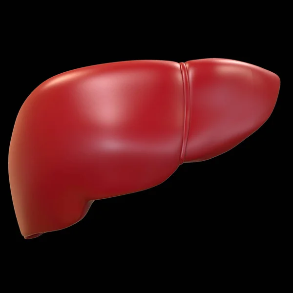 Human Body Organs Liver Anatomy. 3D