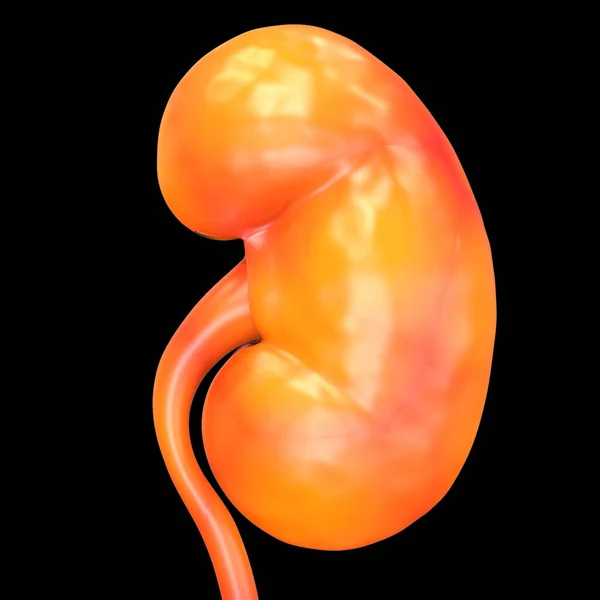 膀胱解剖人类泌尿系统肾的三维图解概念 — 图库照片
