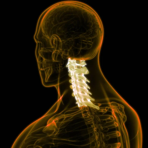 Spinal cord Anatomy (Cervical vertebrae). 3D - Illustration