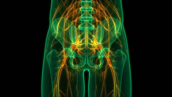 Anatomie Kostních Kloubů Lidského Kosterního Systému — Stock fotografie