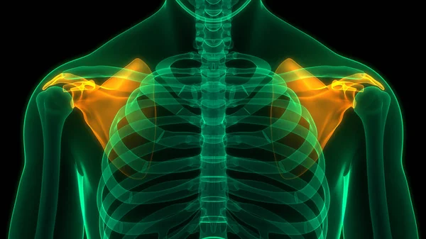 Lidský Kosterní Systém Scapula Kostní Klouby Anatomie — Stock fotografie