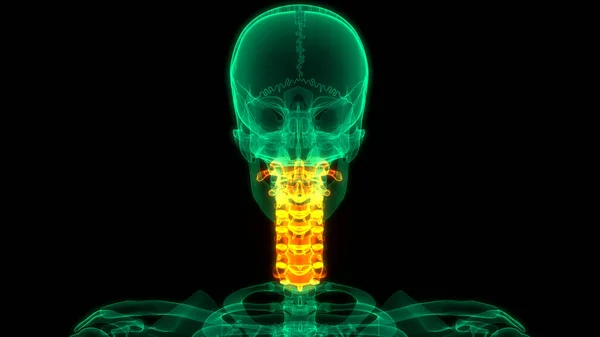 Anatomie Des Rückenmarks Halswirbel Illustration — Stockfoto