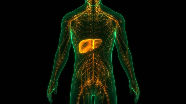 Órganos Del Cuerpo Humano Anatomía Hepática — Foto de Stock