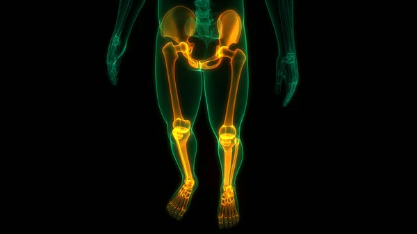 Sistema Esquelético Humano Anatomía Las Articulaciones Óseas Las Extremidades Inferiores —  Fotos de Stock