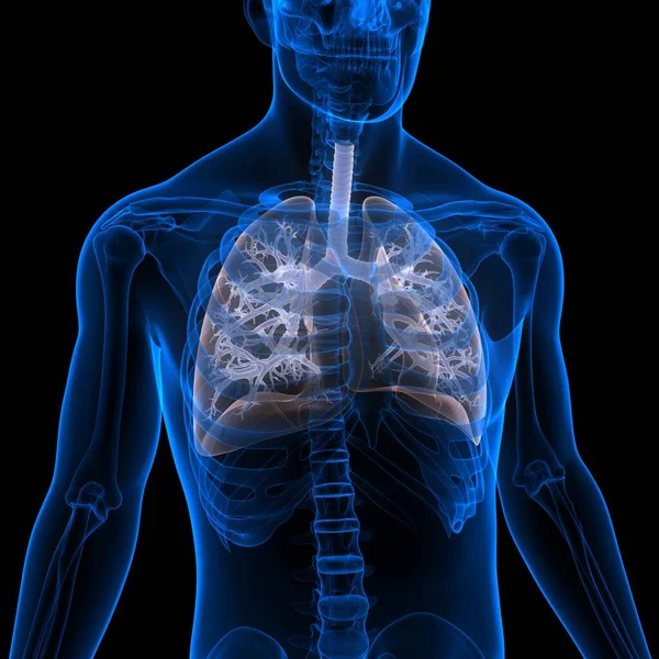 İnsan Solunum Sistemi Akciğerleri Anatomisi. Üç Boyut