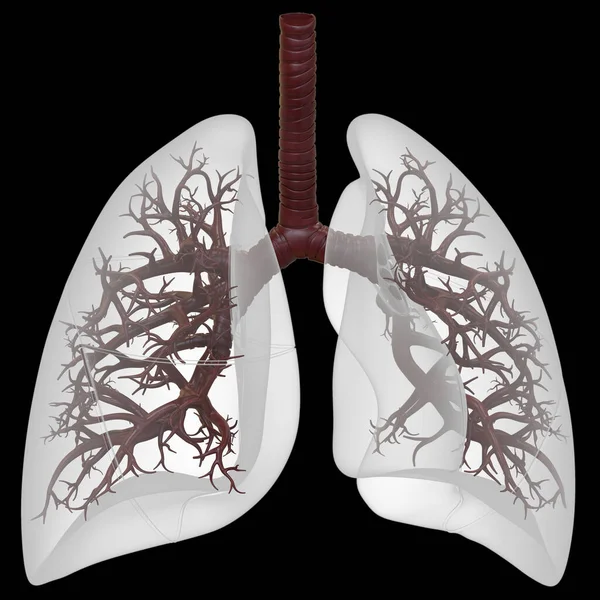 Anatomia Polmonare Del Sistema Respiratorio Umano — Foto Stock