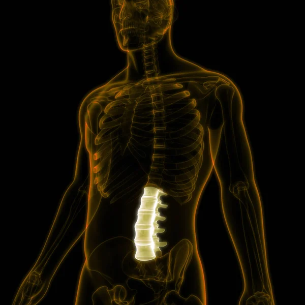 Anatomie Van Het Ruggenmerg Halswervels Illustratie — Stockfoto