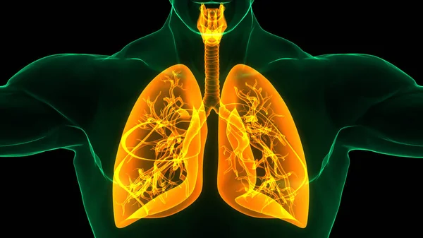 Animationskonzept Der Lungen Des Menschlichen Atemsystems Anatomie — Stockfoto