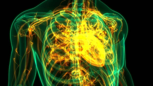 Système Circulatoire Humain Anatomie Cardiaque — Photo