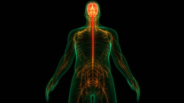 Concepto Animación Del Órgano Central Del Sistema Nervioso Humano Anatomía — Foto de Stock