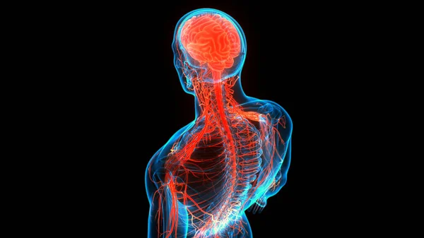 ヒト神経系中心器官の3Dアニメーション概念 脳解剖学 — ストック写真