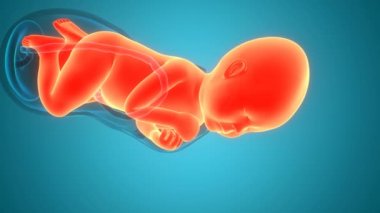 3 Boyutlu Animasyon Çalışma ve Vajinal Doğum Anatomisi