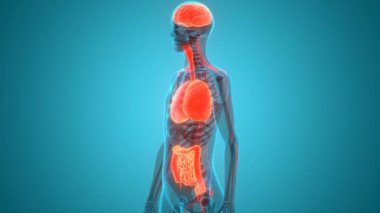 İnsan Solunum Sistemi Anatomisi 3 Boyutlu Animasyon Kavramı