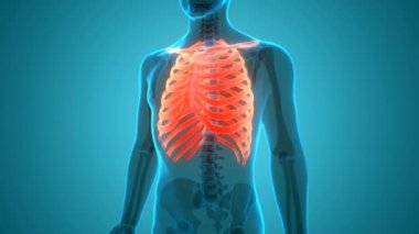 İnsan iskeleti kemik eklemleri anatomisi. Üç Boyut