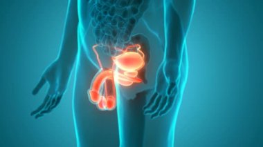 3B Erkek Üreme Sistemi Anatomisi Çizimi