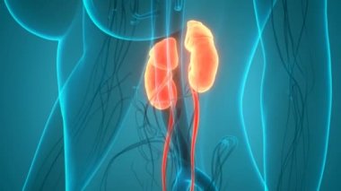 İdrar torbası anatomisi olan insan böbrekleri. Üç Boyut