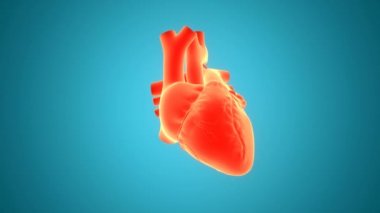 İnsan Dolaşım Sistemi Kalp Anatomisi. Üç Boyut