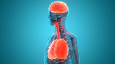 İnsan Solunum Sistemi Anatomisi 3 Boyutlu Animasyon Kavramı