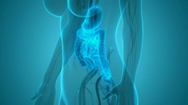 İnsan Sindirim Sistemi Anatomisi 3 boyutlu Animasyon Kavramı