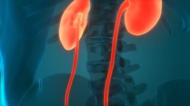 İdrar torbası anatomisi olan insan böbrekleri. Üç Boyut