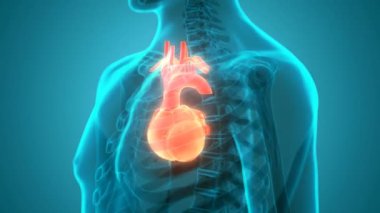 İnsan Dolaşım Sistemi Kalp Anatomisi. Üç Boyut