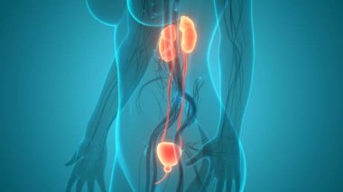 İdrar torbası anatomisi olan insan böbrekleri. Üç Boyut