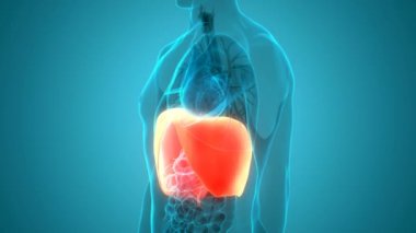 İnsan Solunum Sistemi Diyafram Anatomisi 3 boyutlu Animasyon Kavramı