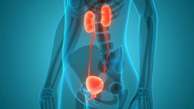 İdrar torbası anatomisi olan insan böbrekleri. Üç Boyut
