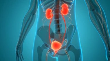 İdrar torbası anatomisi olan insan böbrekleri. Üç Boyut