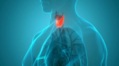 Thyroid Bezi Anatomisi 'nin 3 Boyutlu İnsan Bezi Kavramı