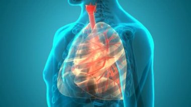 İnsan Solunum Sistemi Anatomisi 3 Boyutlu Animasyon Kavramı