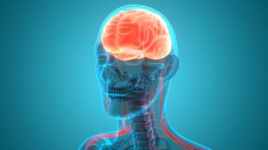 İnsan Sinir Sistemi Beyin Anatomisi Merkezi Organı 'nın 3 boyutlu Animasyon Kavramı