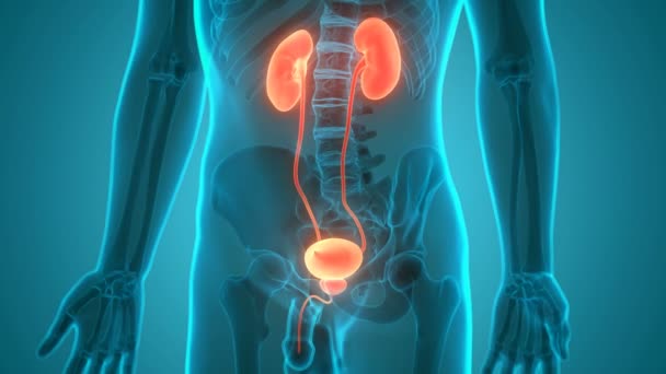Nieren Van Het Menselijk Urinesysteem Met Blaasanatomie — Stockvideo