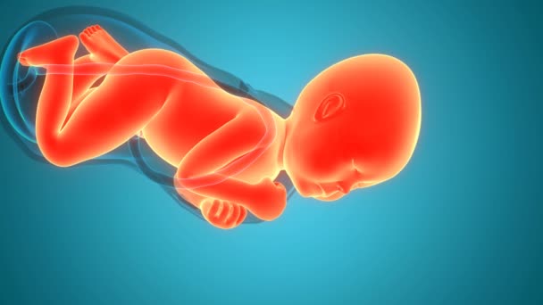 劳动与阴道分娩的3D动画概念解剖 — 图库视频影像
