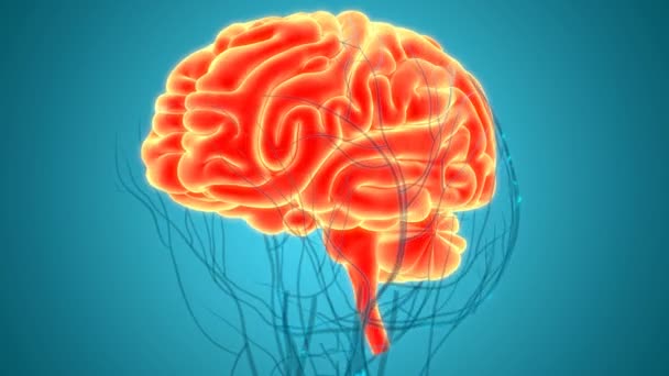 ヒト神経系中心器官の3Dアニメーション概念 脳解剖学 — ストック動画